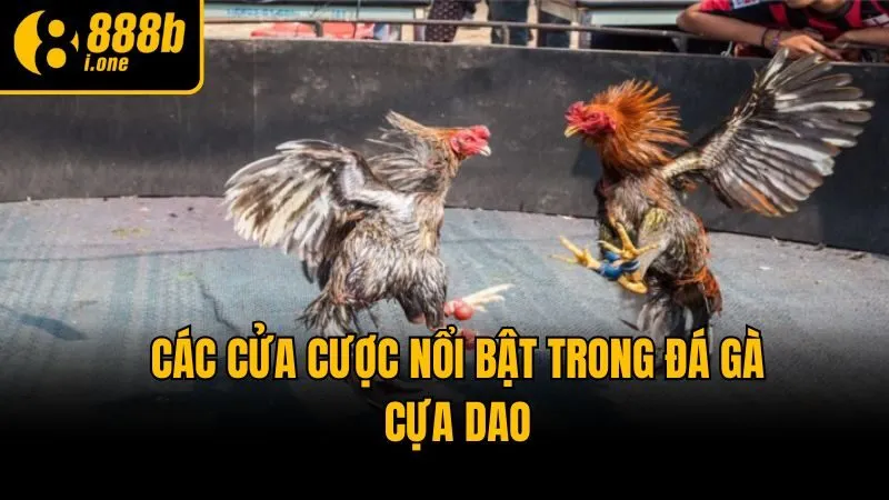 Các cửa cược nổi bật trong đá gà cựa dao