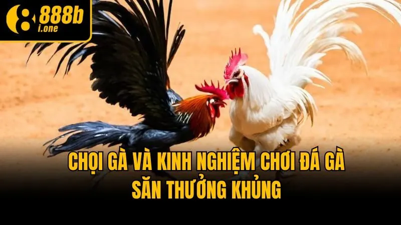 Chọi gà và kinh nghiệm chơi đá gà săn thưởng khủng