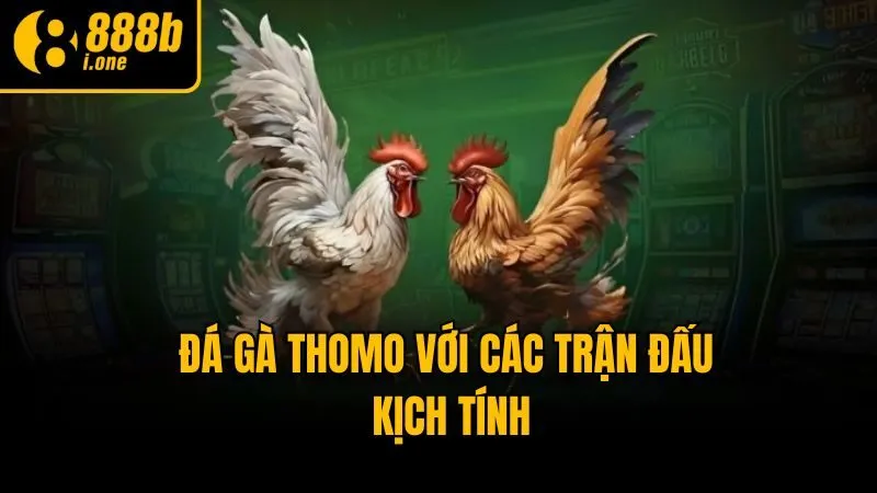 Đá gà Thomo với các trận đấu kịch tính