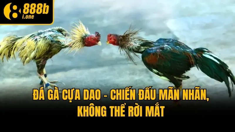 Đá Gà Cựa Dao - Chiến Đấu Mãn Nhãn, Không Thể Rời Mắt