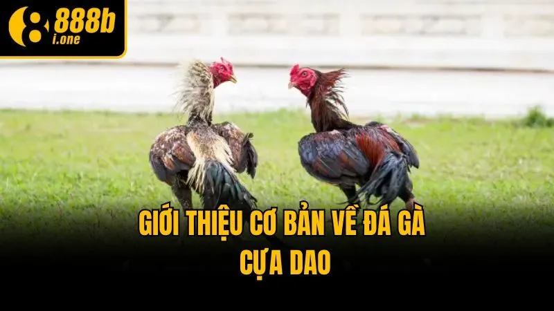 Giới thiệu cơ bản về đá gà cựa dao