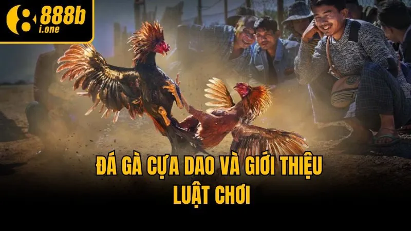 Đá gà cựa dao và giới thiệu luật chơi