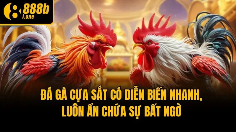 Đá gà cựa sắt có diễn biến nhanh, luôn ẩn chứa sự bất ngờ