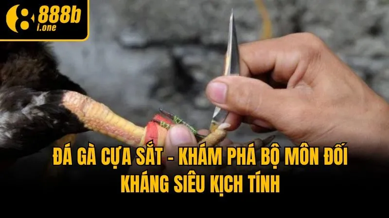 Đá Gà Cựa Sắt - Khám Phá Bộ Môn Đối Kháng Siêu Kịch Tính