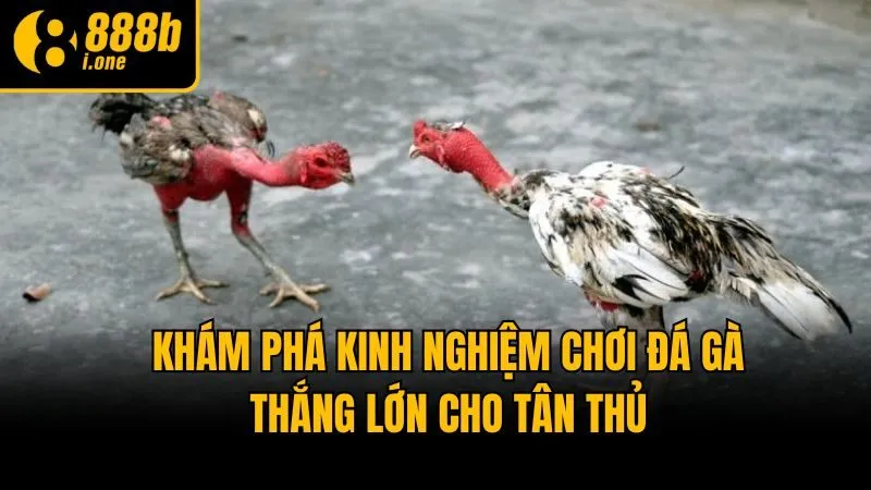 Khám phá kinh nghiệm chơi đá gà thắng lớn cho tân thủ