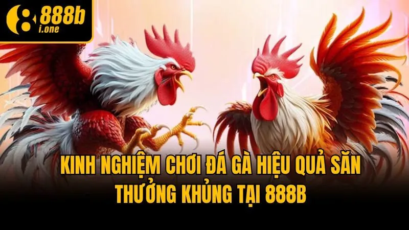 Kinh Nghiệm Chơi Đá Gà Hiệu Quả Săn Thưởng Khủng Tại 888b