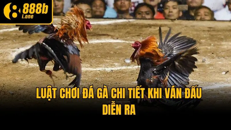 Luật chơi đá gà chi tiết khi ván đấu diễn ra