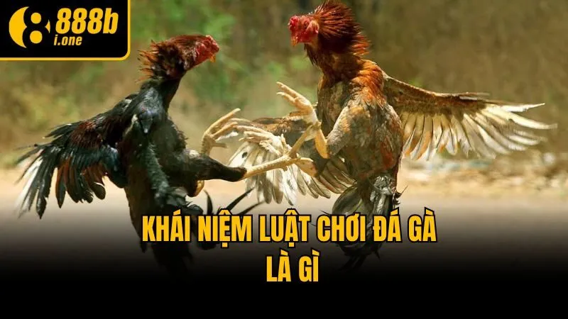 Khái niệm luật chơi đá gà là gì