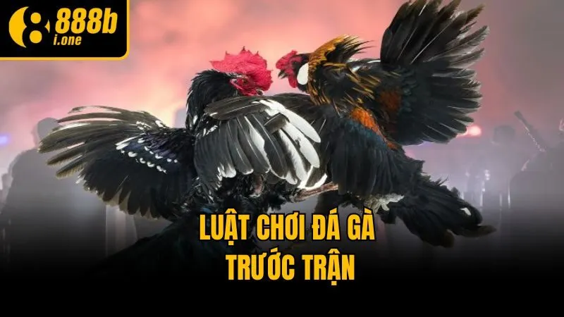 Luật chơi đá gà trước trận