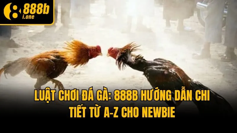 Luật Chơi Đá Gà: 888b Hướng Dẫn Chi Tiết Từ A-Z Cho Newbie