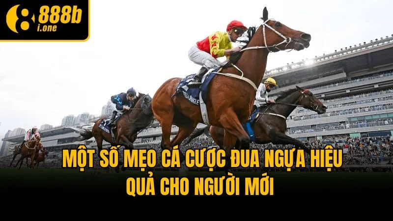 Một số mẹo cá cược đua ngựa hiệu quả cho người mới